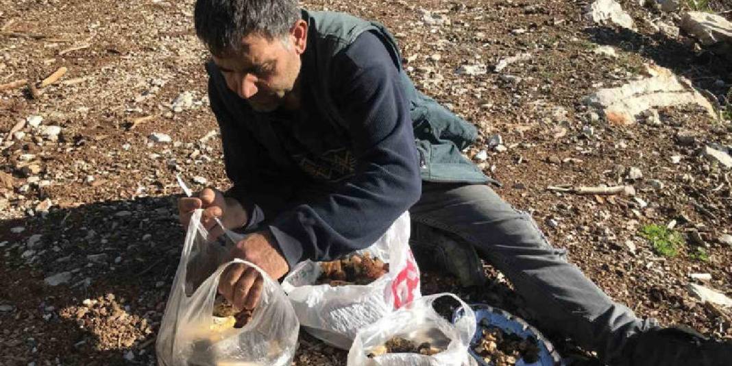 Halk arasında ‘göbek’ diye biliniyor, 1.800 rakımdan toplanıyor: Kilosu 1500 TL! 6